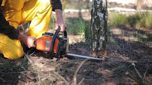 Best Commercial Tree Services  in Brookhaven, MS