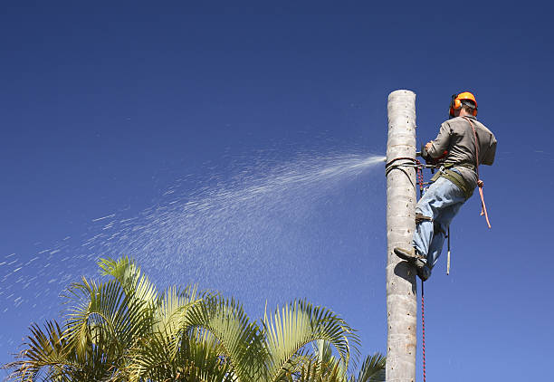 Best Hazardous Tree Removal  in Brookhaven, MS