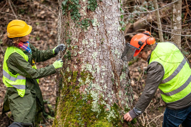 Best Root Management and Removal  in Brookhaven, MS