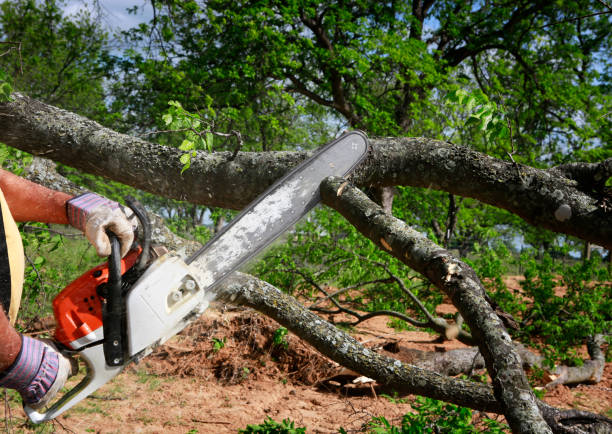  Brookhaven, MS Tree Services Pros