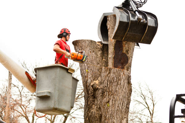 Best Storm Damage Tree Cleanup  in Brookhaven, MS